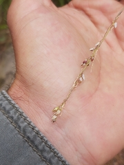 Setaria lindenbergiana