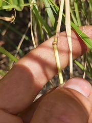 Setaria lindenbergiana