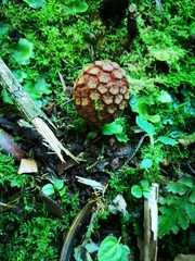 Corynaea