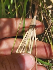Setaria lindenbergiana