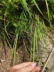 Setaria lindenbergiana