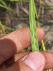 Setaria lindenbergiana