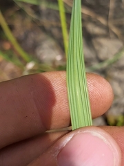 Setaria lindenbergiana