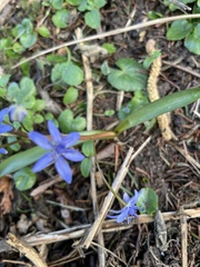 Scilla vindobonensis