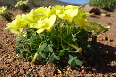 Oxalis copiosa