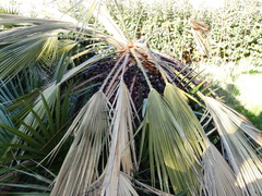 Chamaerops humilis