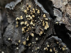 Cyphellaceae