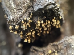 Cyphellaceae