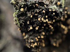 Cyphellaceae