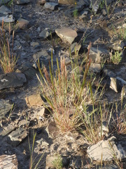 Aristida minutiflora