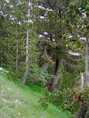 Pinus heldreichii