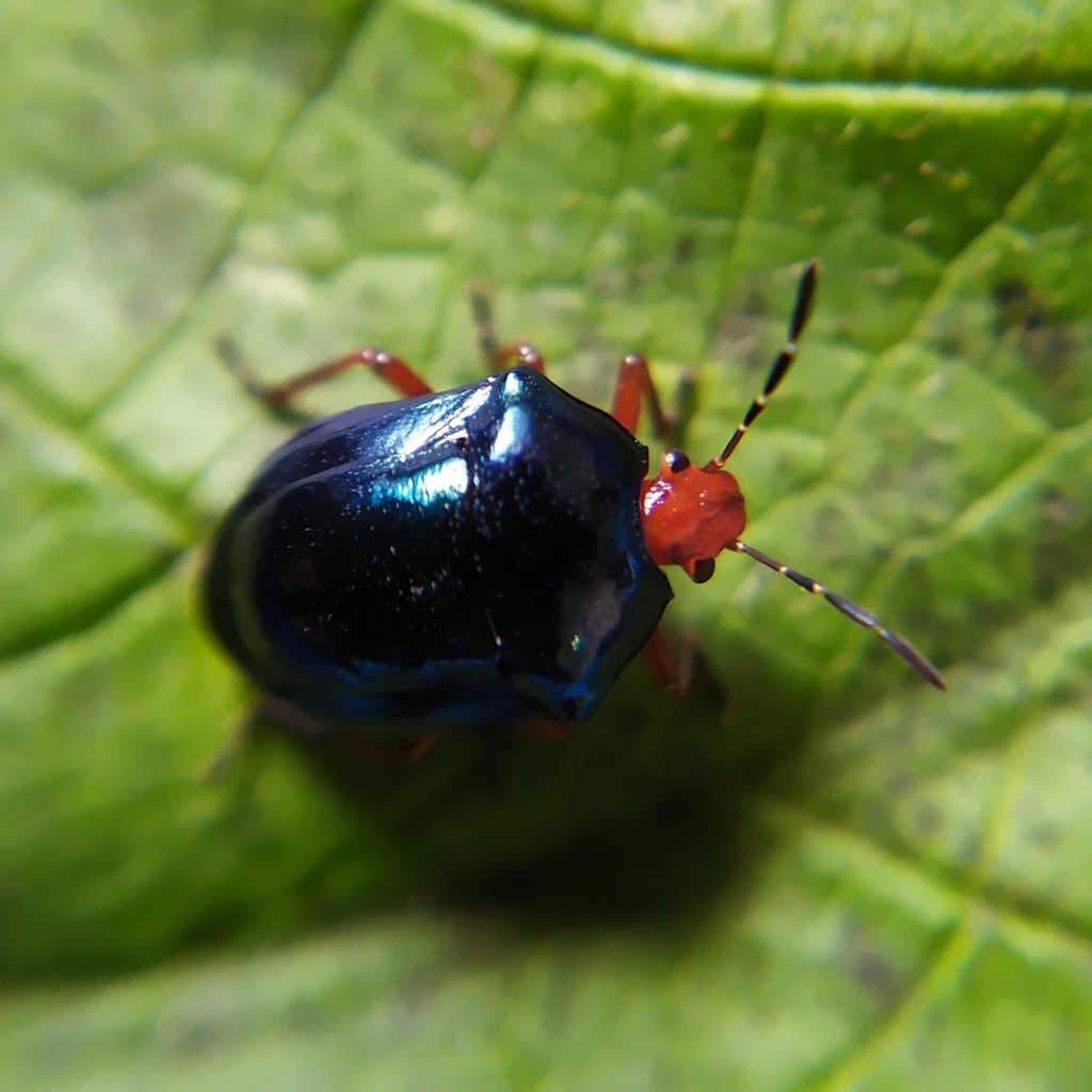Stiretrus erythrocephalus