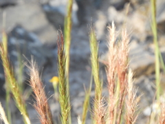 Aristida minutiflora