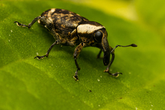 Peridinetus decipiens
