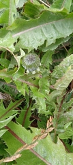 Taraxacum officinale