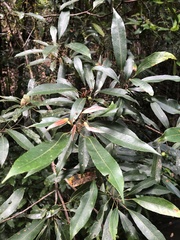 Elaeocarpus kirtonii