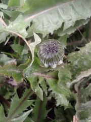 Taraxacum officinale