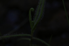 Drosera finlaysoniana