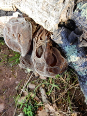Auricularia cerrina