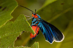 Ctenucha editha