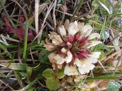 Trifolium repens