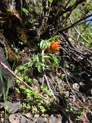 Castilleja hispida hispida