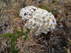 Achillea millefolium