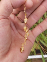 Eragrostis capensis