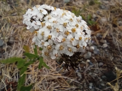 Achillea millefolium