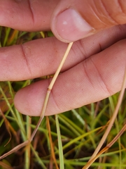 Eragrostis capensis
