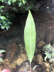 Elaeocarpus kirtonii