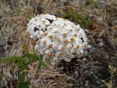 Achillea millefolium