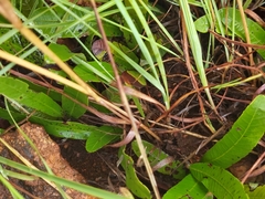 Eragrostis capensis