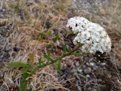Achillea millefolium