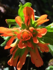 Castilleja hispida hispida