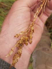 Eragrostis capensis