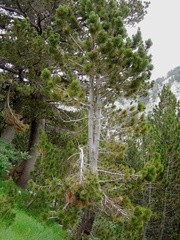 Pinus heldreichii