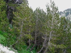 Pinus heldreichii