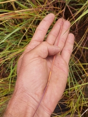 Eragrostis capensis