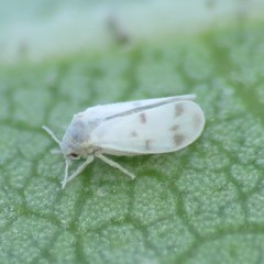 Trialeurodes abutiloneus