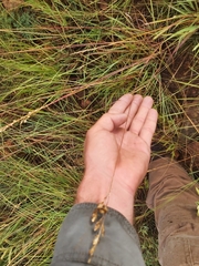 Eragrostis capensis