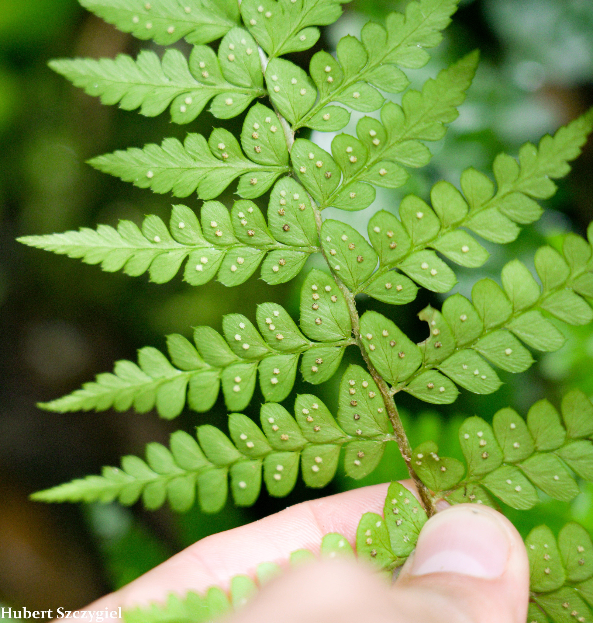 Polystichum platyphyllum