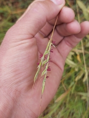 Andropogon chinensis