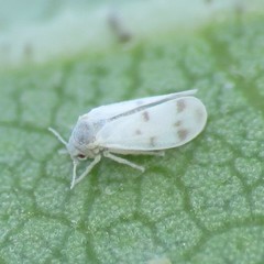 Trialeurodes abutiloneus