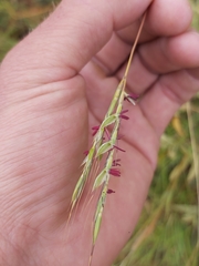 Andropogon chinensis