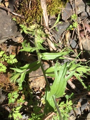Castilleja hispida hispida