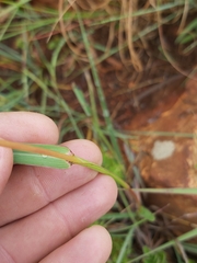 Andropogon chinensis