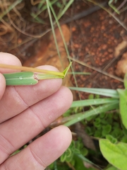 Andropogon chinensis