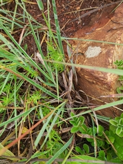Andropogon chinensis