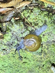 Macrochlamys superlita